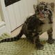 Illustration for article titled Clouded Leopard Cuteness Never Ends!